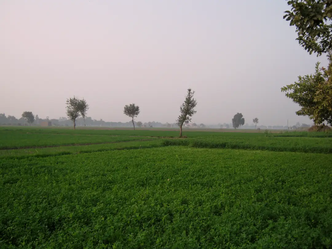 Green farms near Sirsa / Fatehabad, Haryana (representative image)